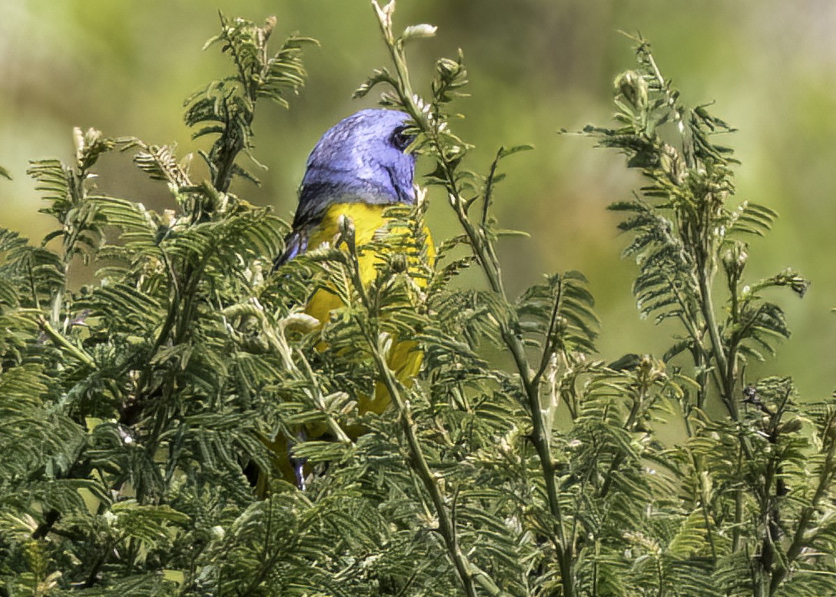 Blue-and-yellow Tanager - ML616715777