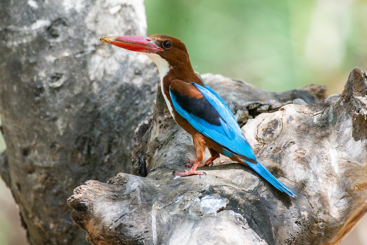 White-throated Kingfisher - Rajat Chordia