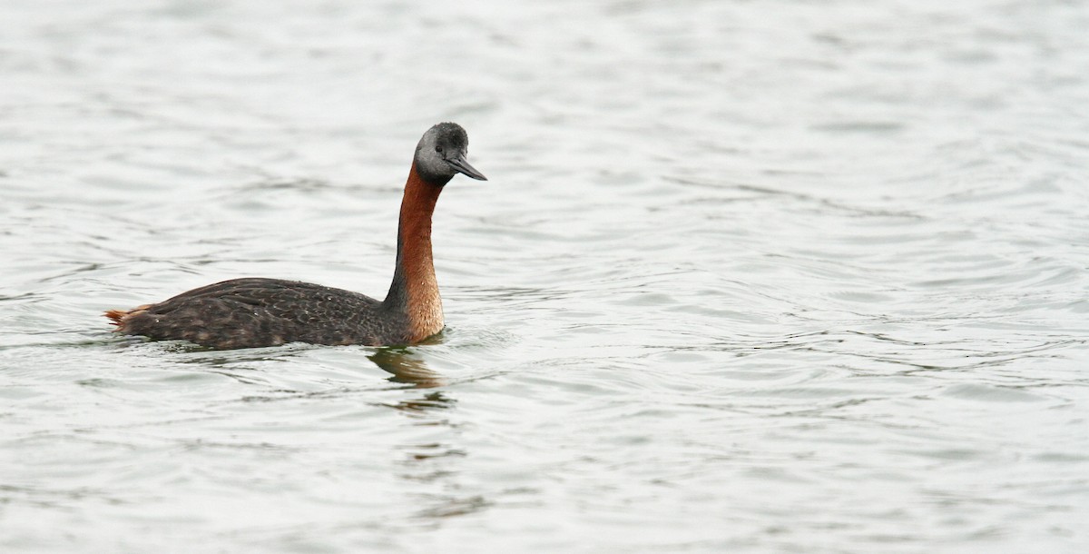 Great Grebe - ML61671581