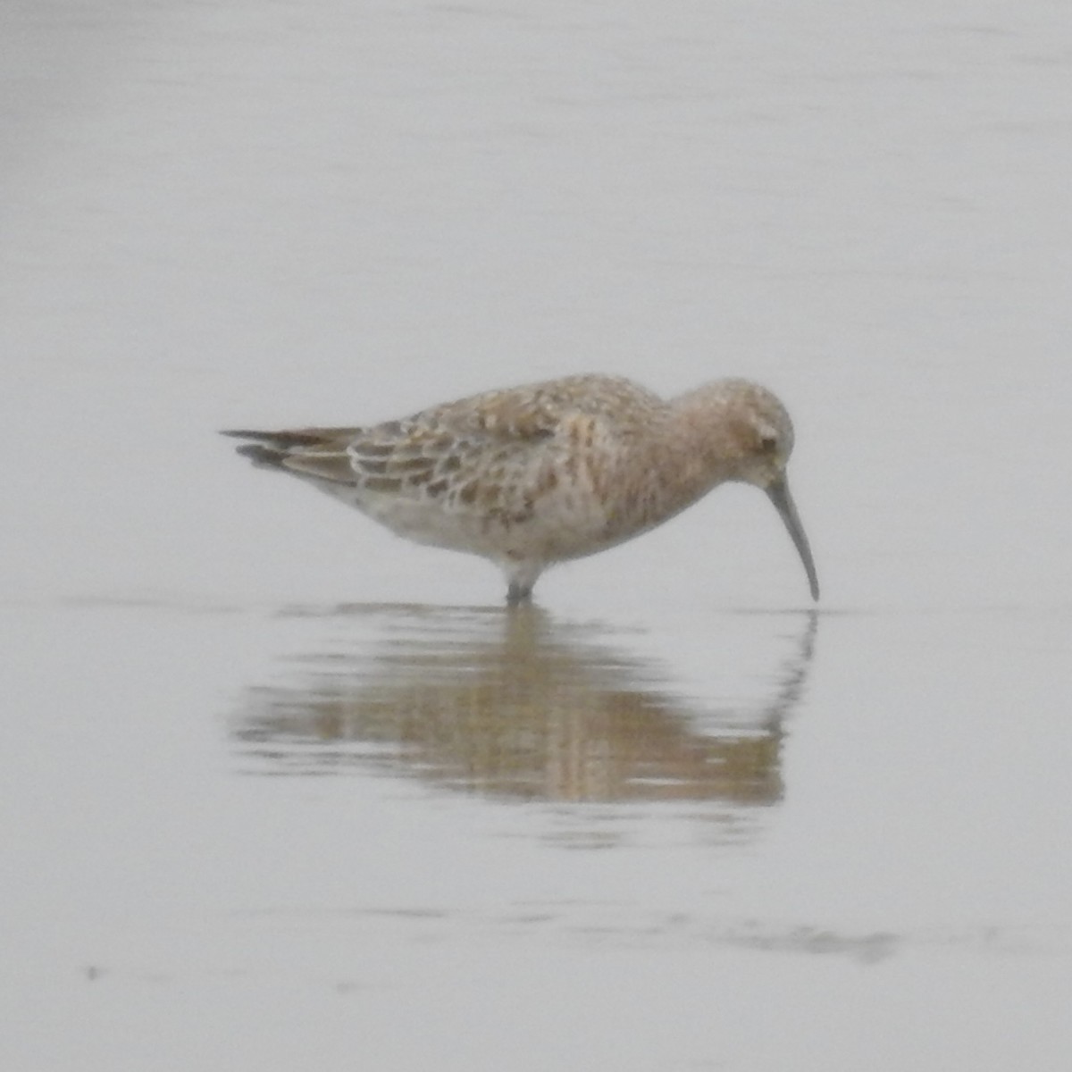 Curlew Sandpiper - ML616715824