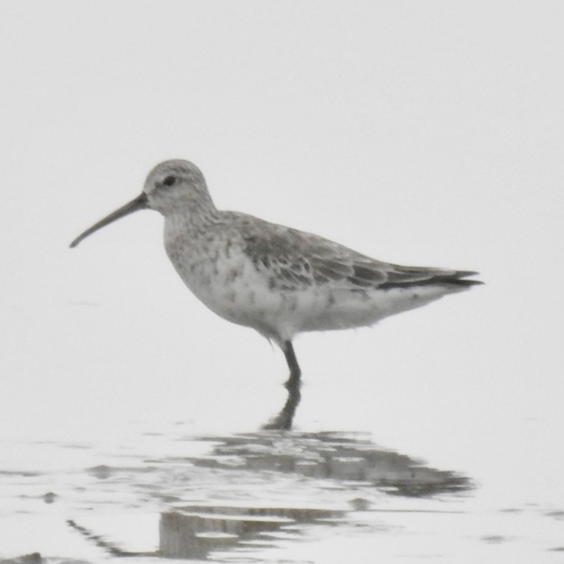 Curlew Sandpiper - ML616715825