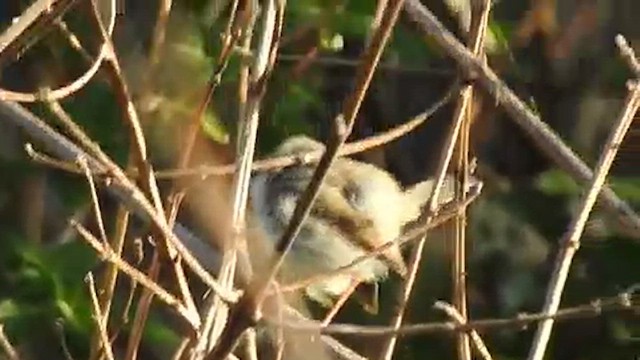 Gray-breasted Prinia - ML616715874