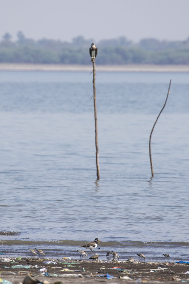 Eurasian Oystercatcher - ML616715896