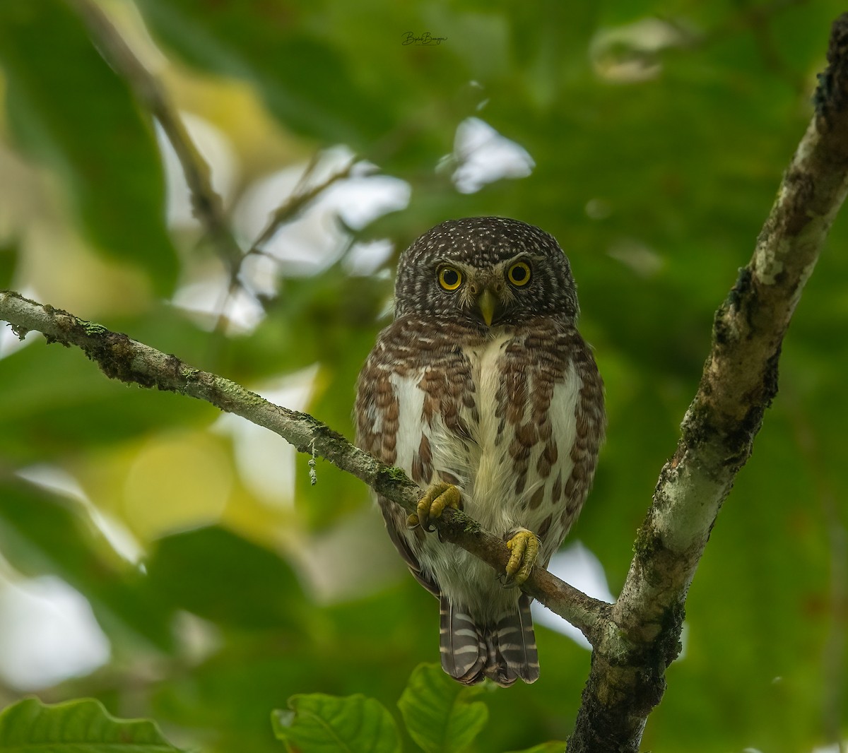 Collared Owlet - ML616715906