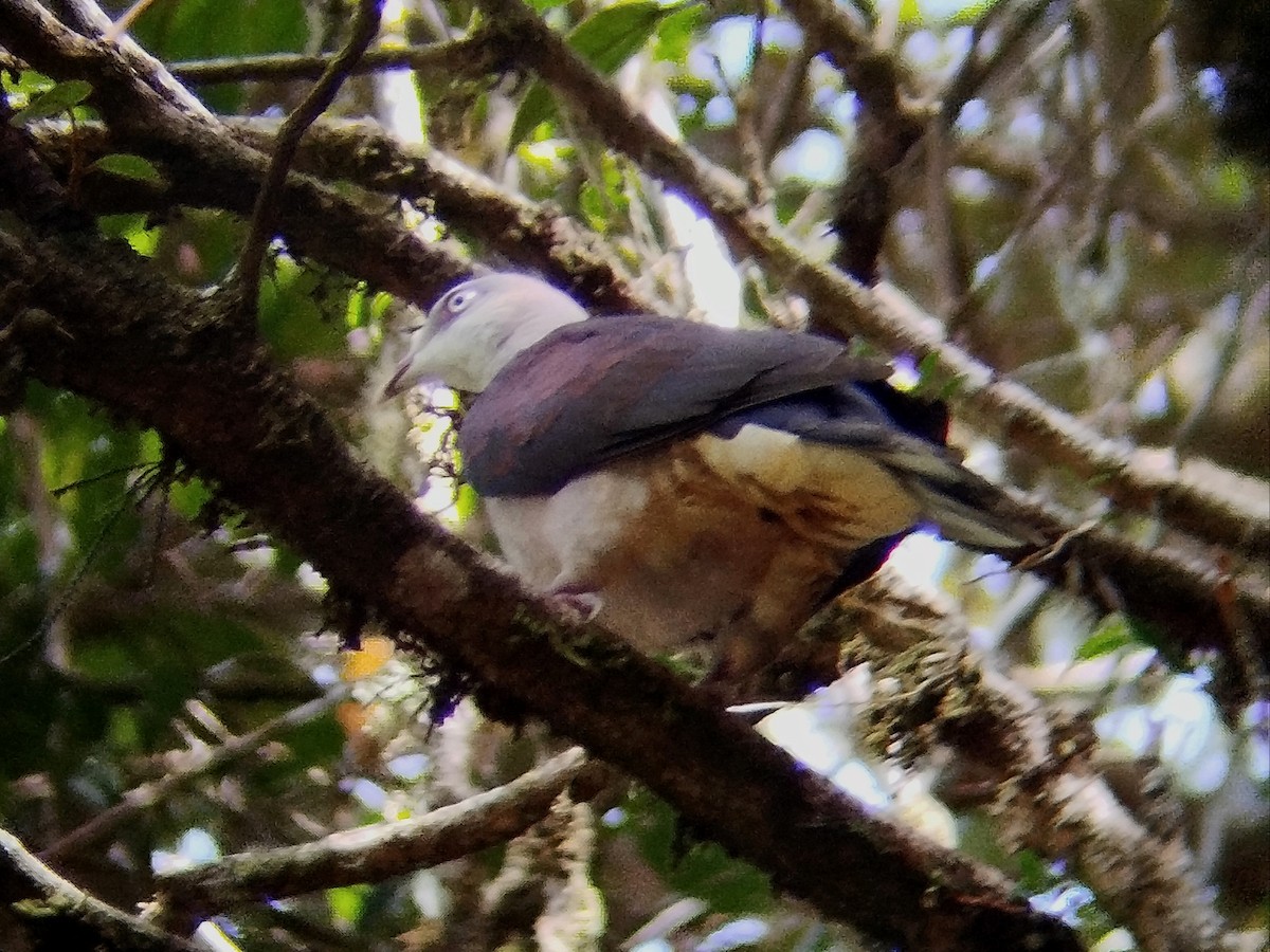 Mountain Imperial-Pigeon - ML616715911