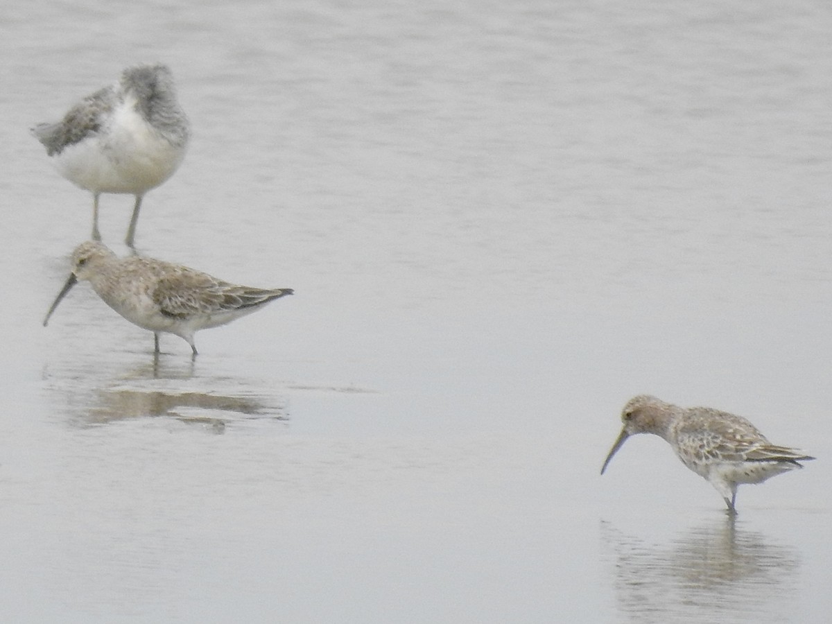 Curlew Sandpiper - ML616715916