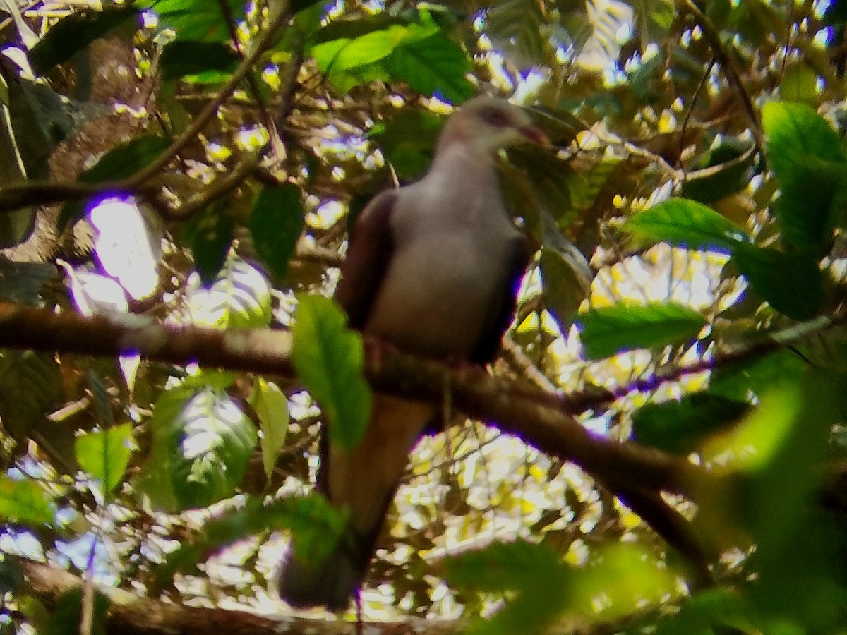 Mountain Imperial-Pigeon - ML616715929