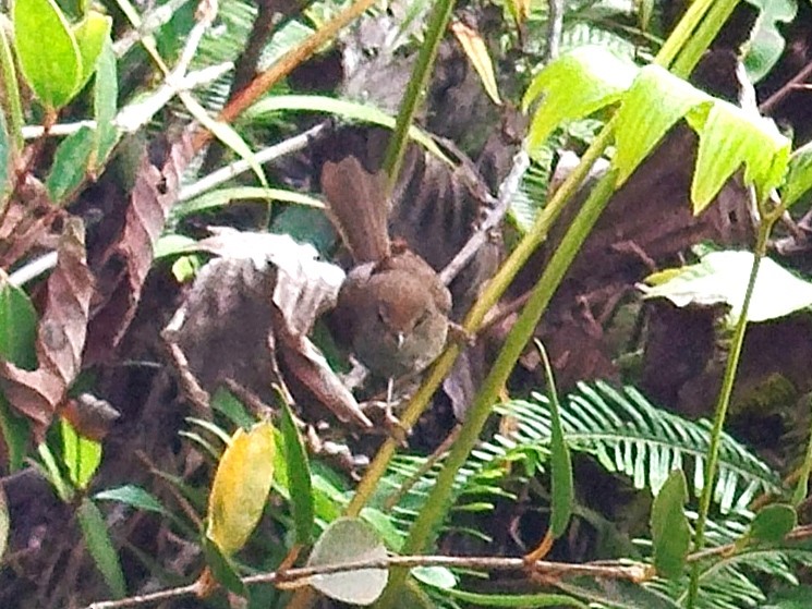 Aberrant Bush Warbler (Sunda) - ML616715981