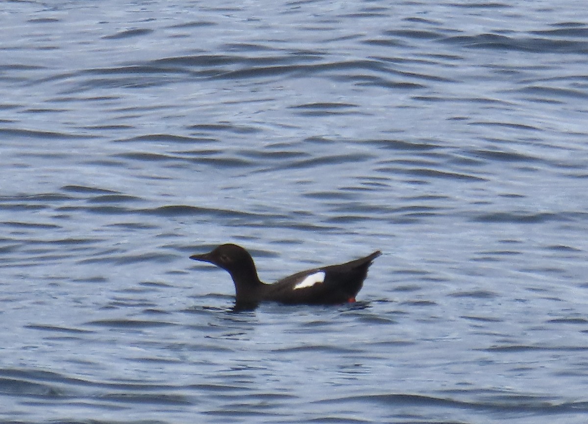 Pigeon Guillemot - Joanne Does