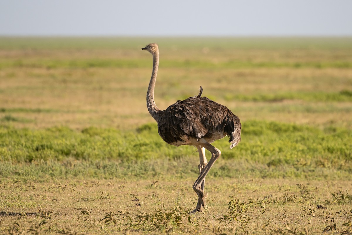 Common Ostrich - Nancy Larrabee