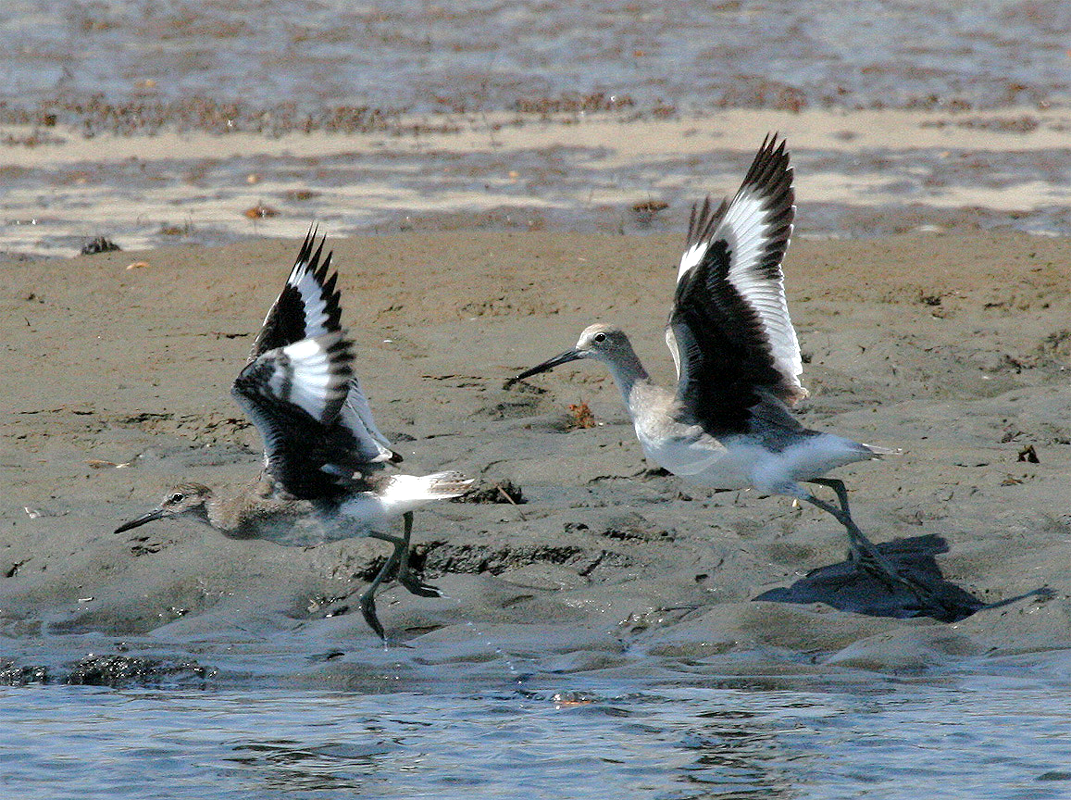 Willet (Western) - ML616716151