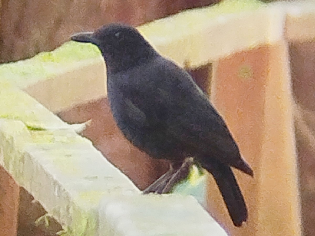 Bornean Whistling-Thrush - Lars Mannzen