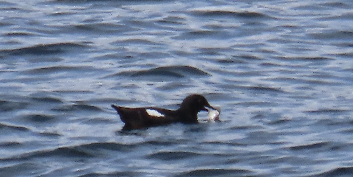 Pigeon Guillemot - ML616716186