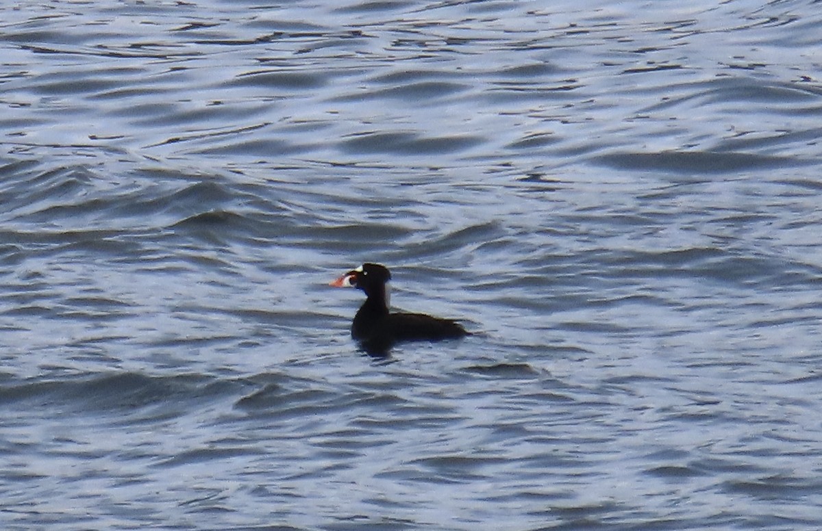 Surf Scoter - ML616716205