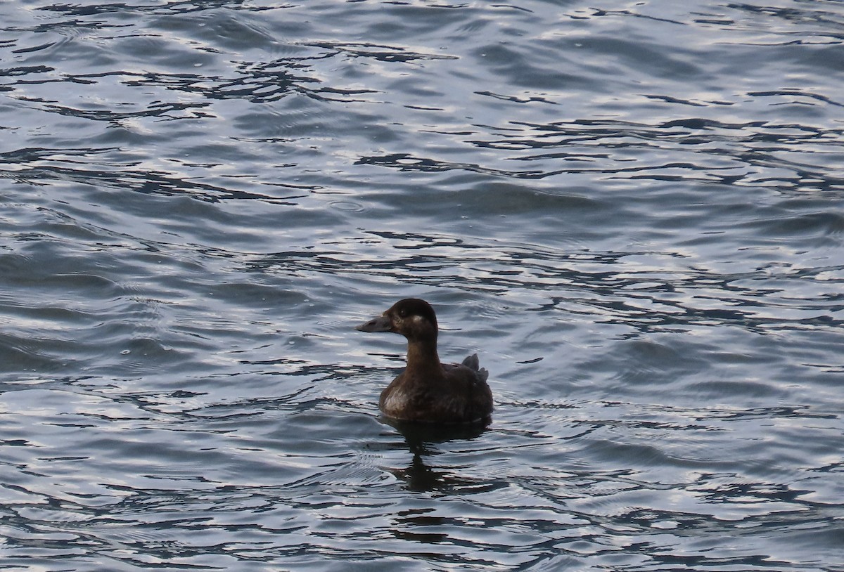 Surf Scoter - ML616716207