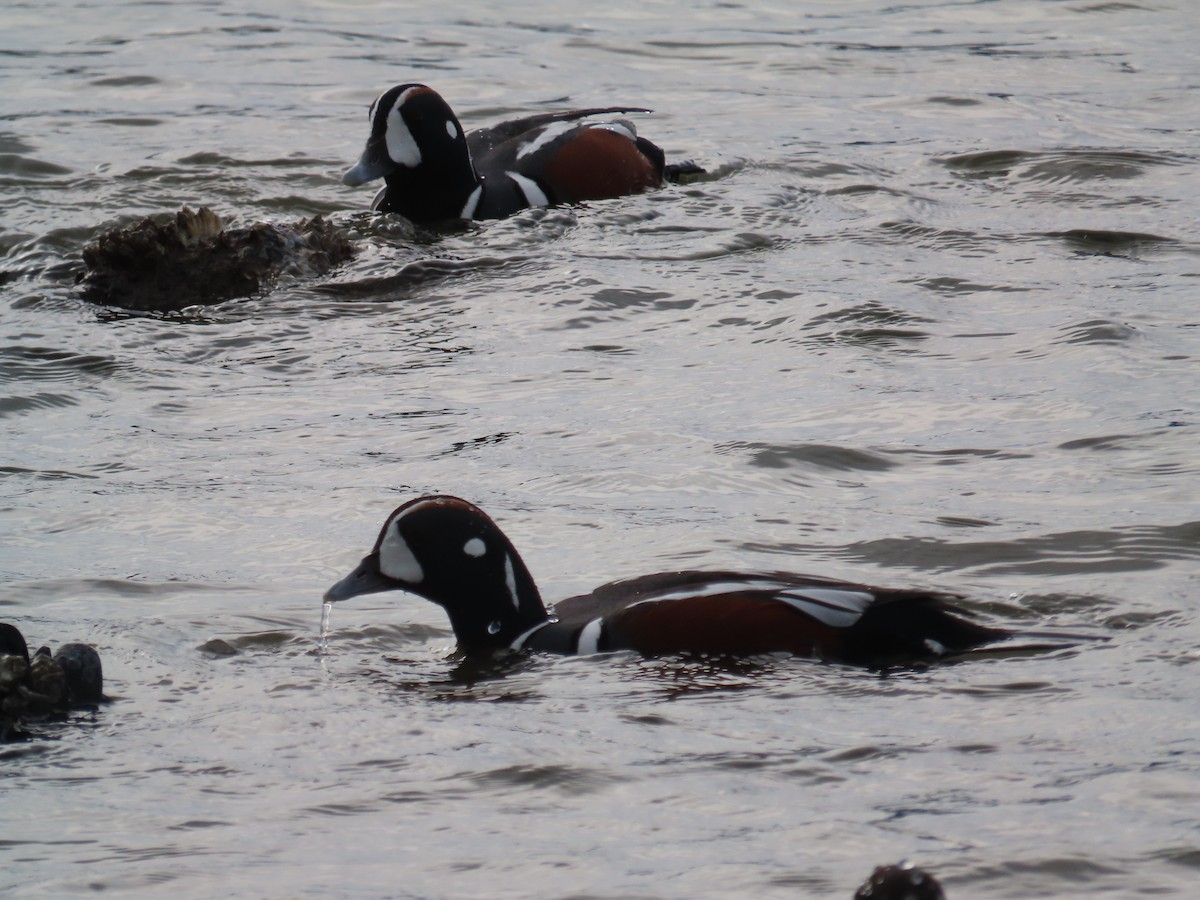 Harlequin Duck - ML616716229