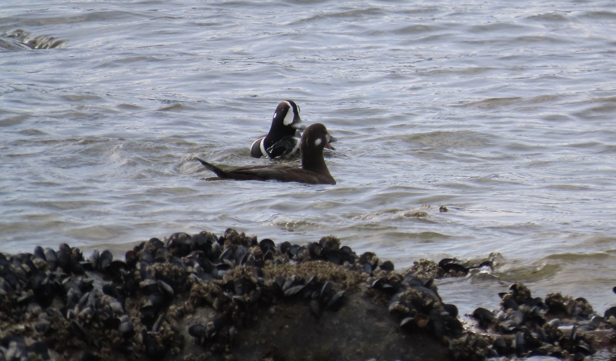 Harlequin Duck - ML616716233