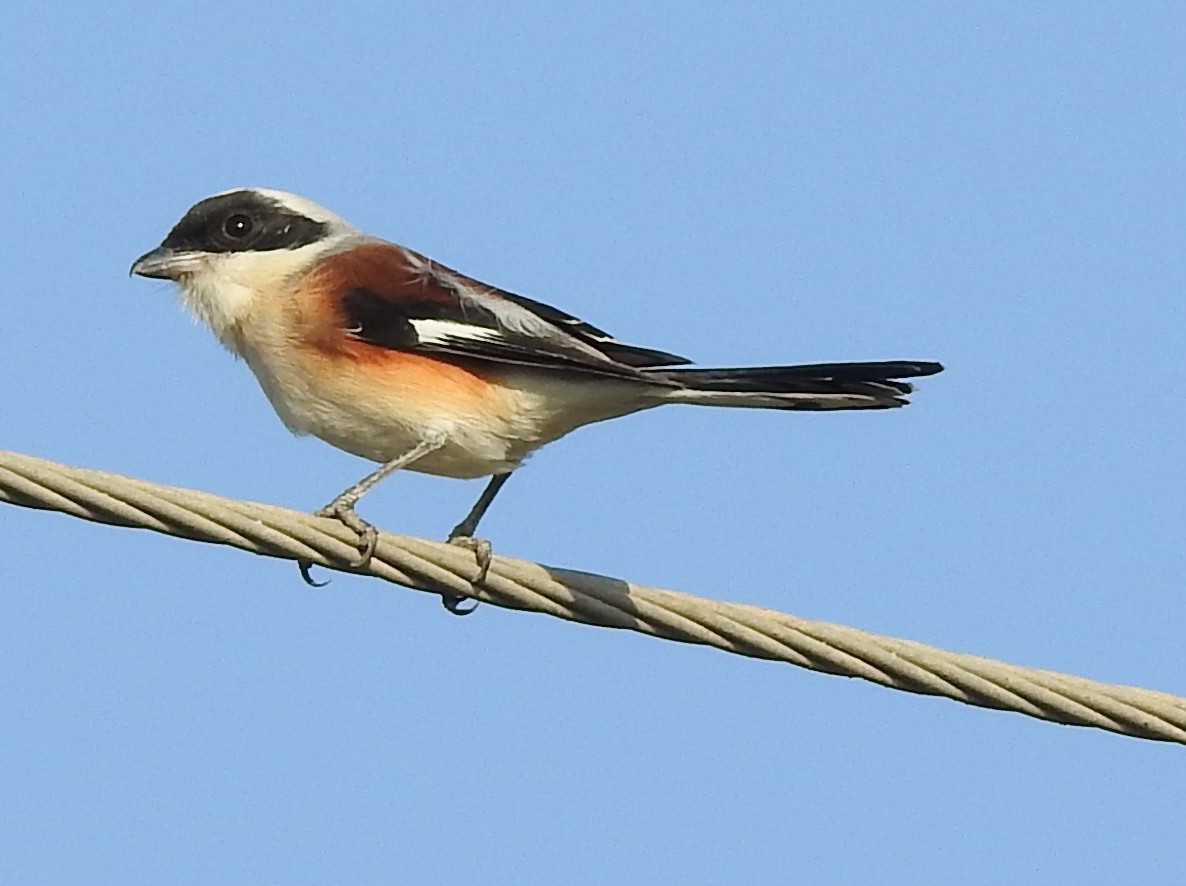 חנקן הודי - ML616716262