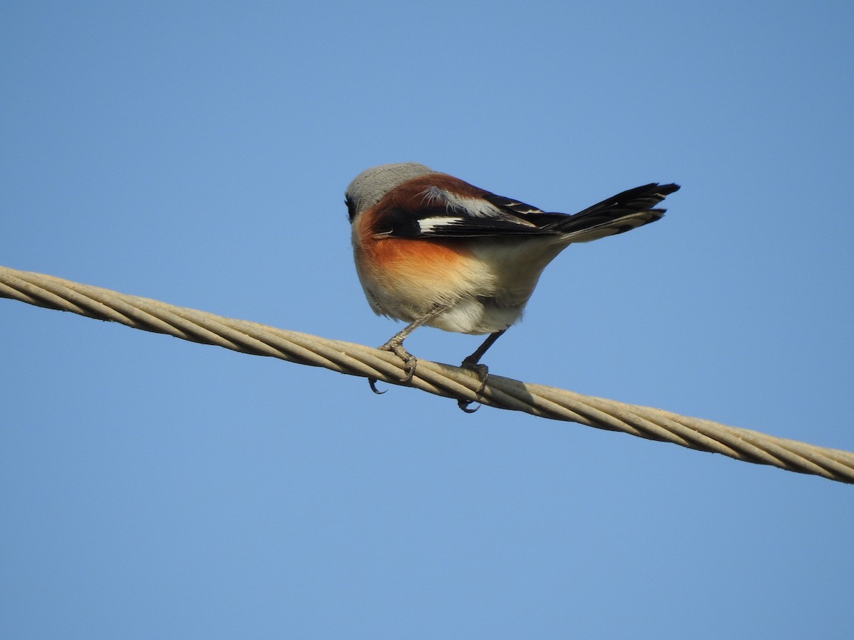 Bay-backed Shrike - ML616716263