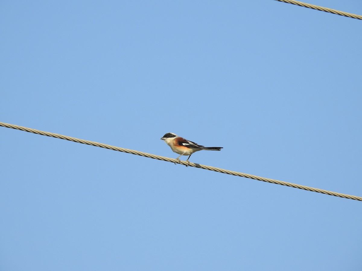 Bay-backed Shrike - ML616716289