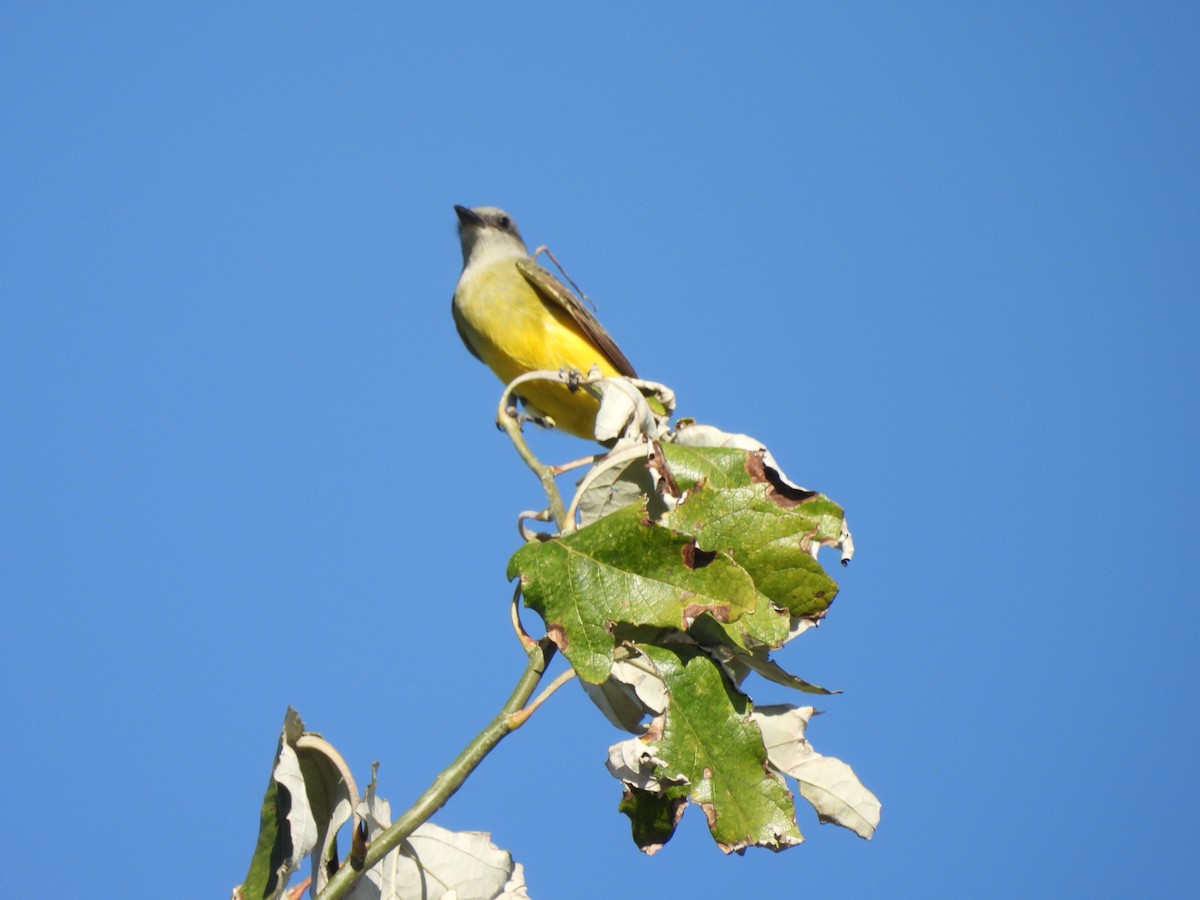 Tropical Kingbird - ML616716290