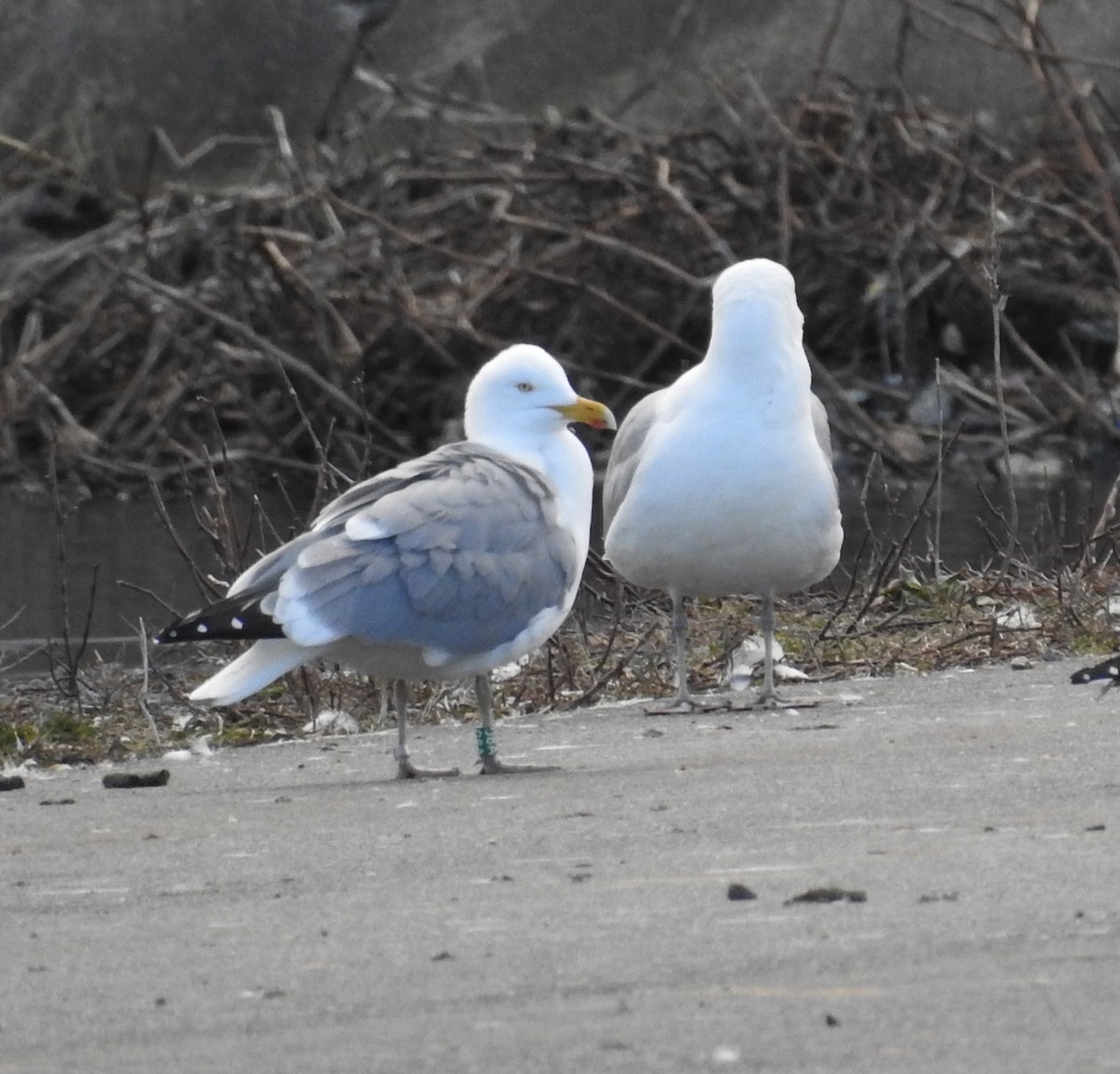 Herring Gull - ML616716323