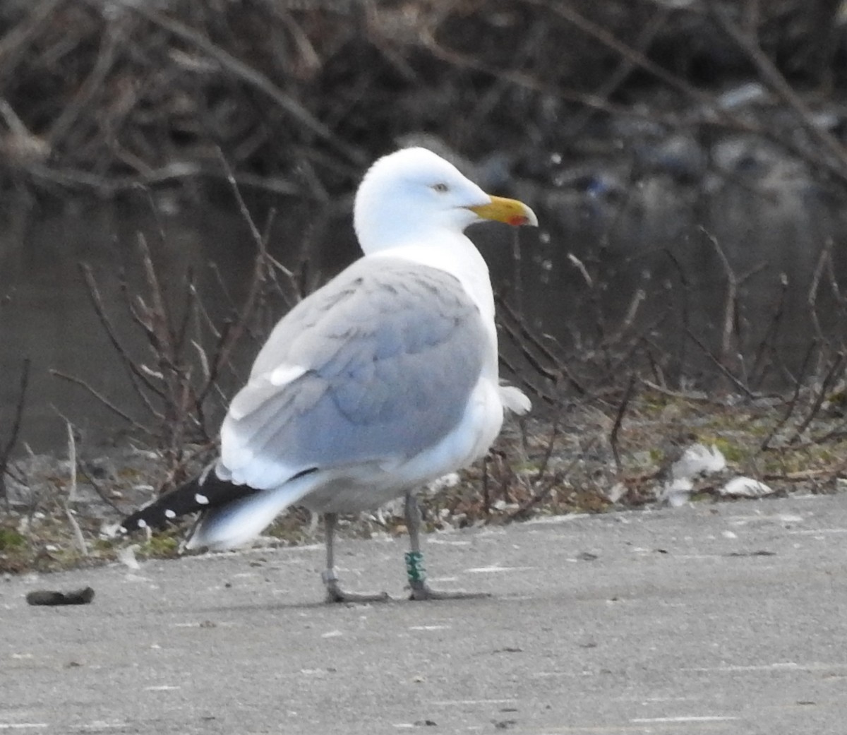 Herring Gull - ML616716326