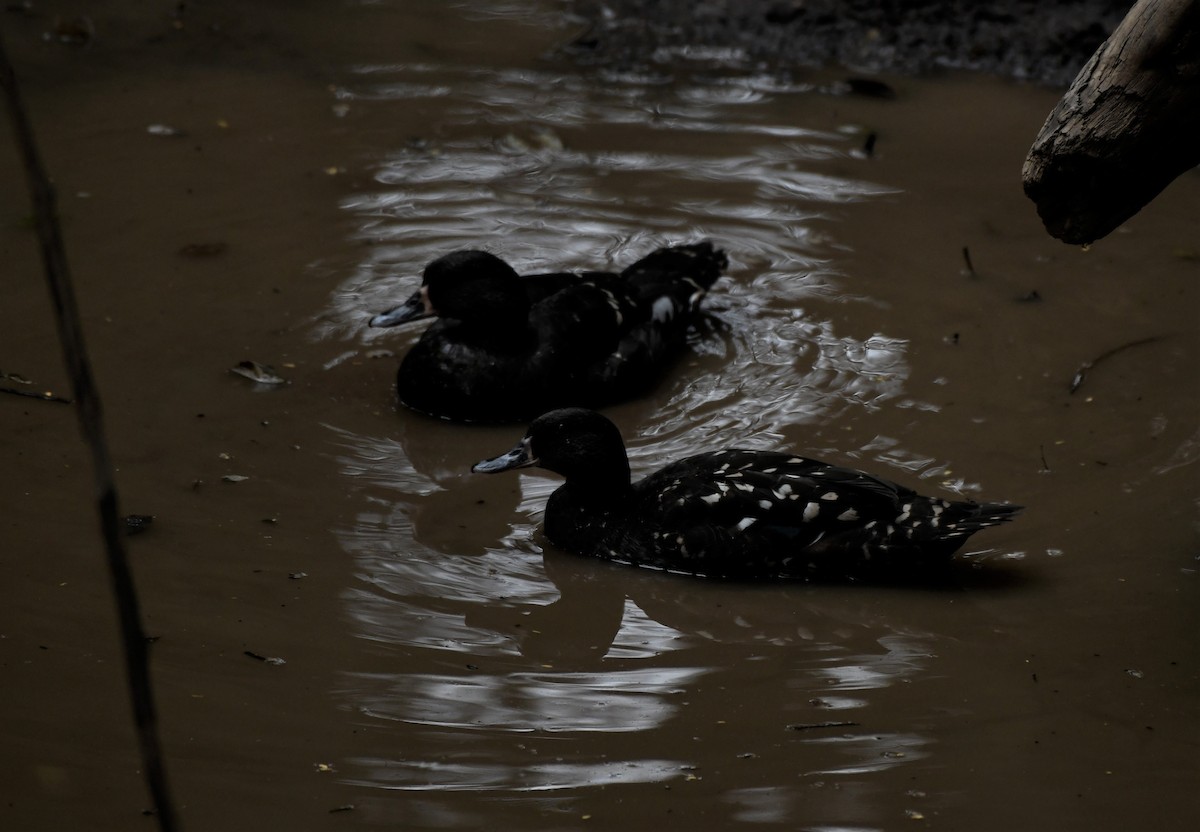 African Black Duck - ML616716353
