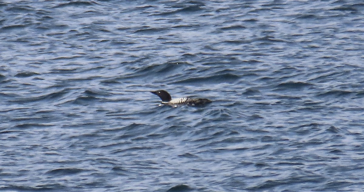 Common Loon - Joanne Does