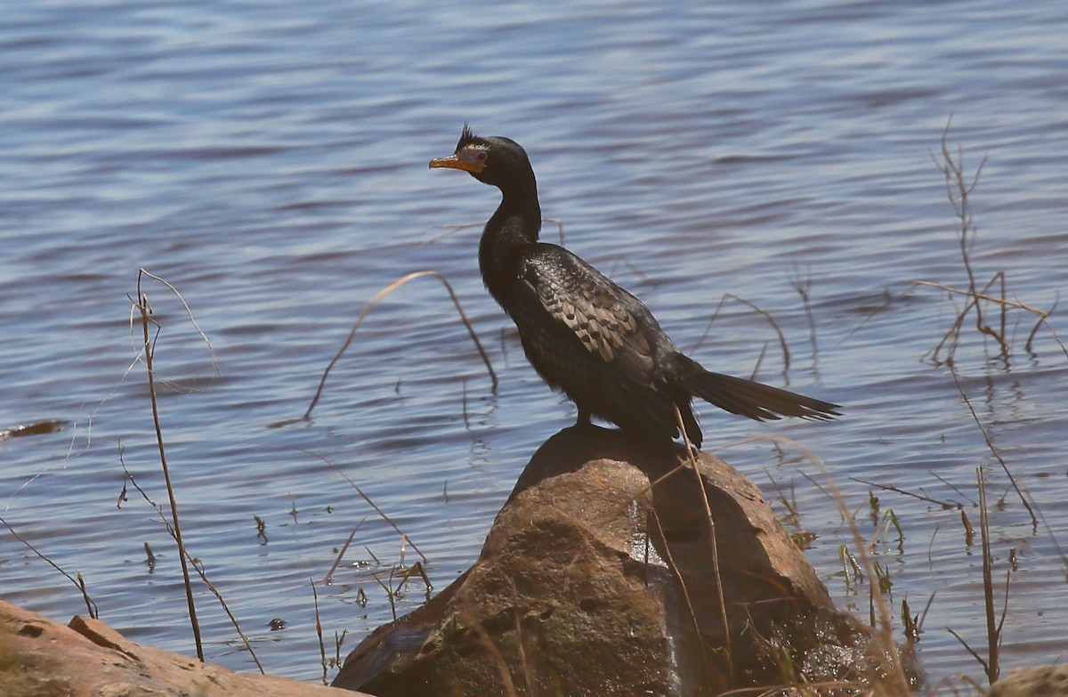 Long-tailed Cormorant - ML616716377