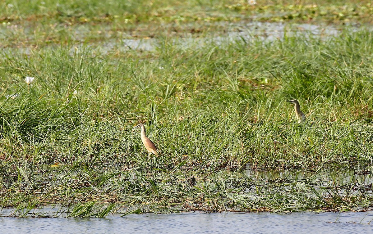 Squacco Heron - ML616716410