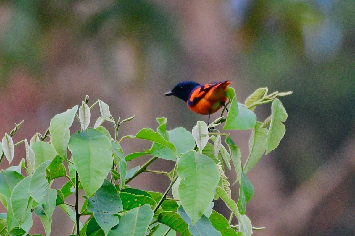 Scharlachmennigvogel - ML616716435