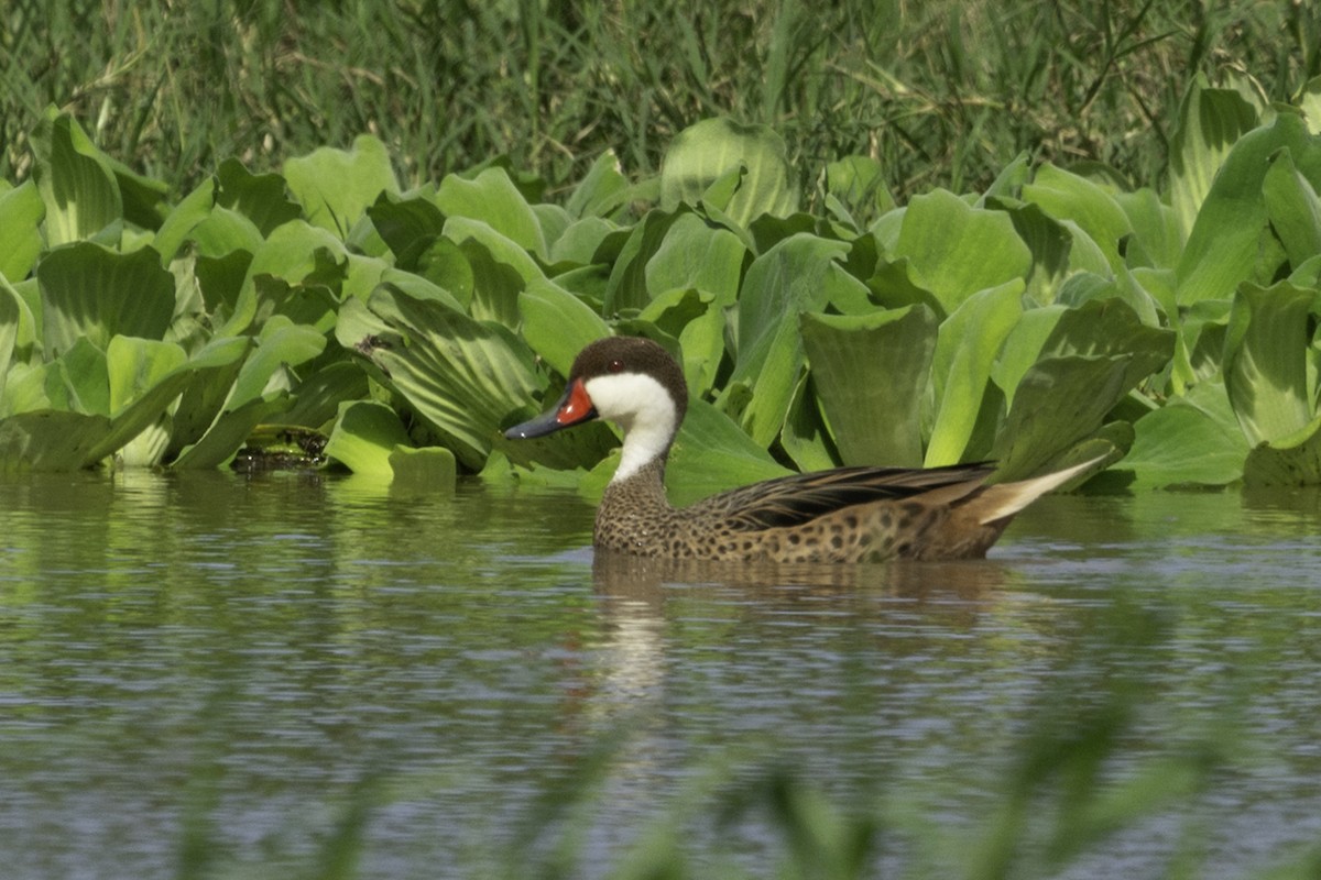 White-cheeked Pintail - Lucas Schrader