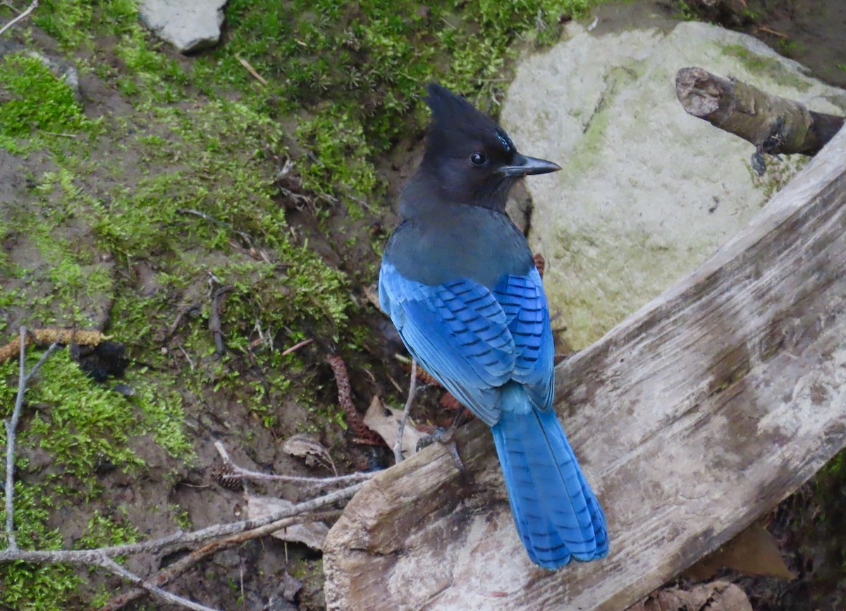 Steller's Jay - ML616716438