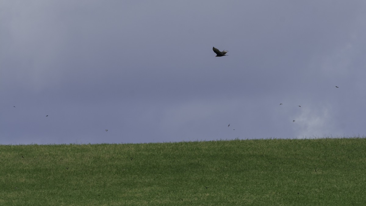 Turkey Vulture - ML616716440