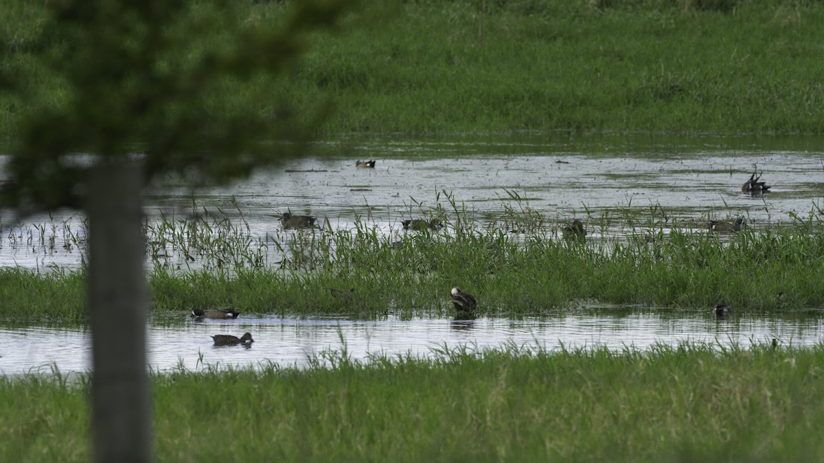 Blue-winged Teal - ML616716443