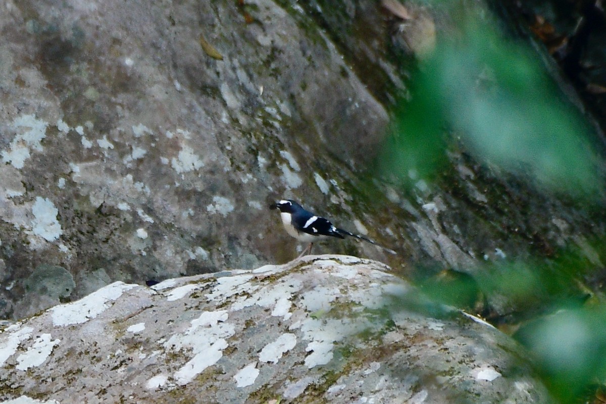 Slaty-backed Forktail - ML616716468