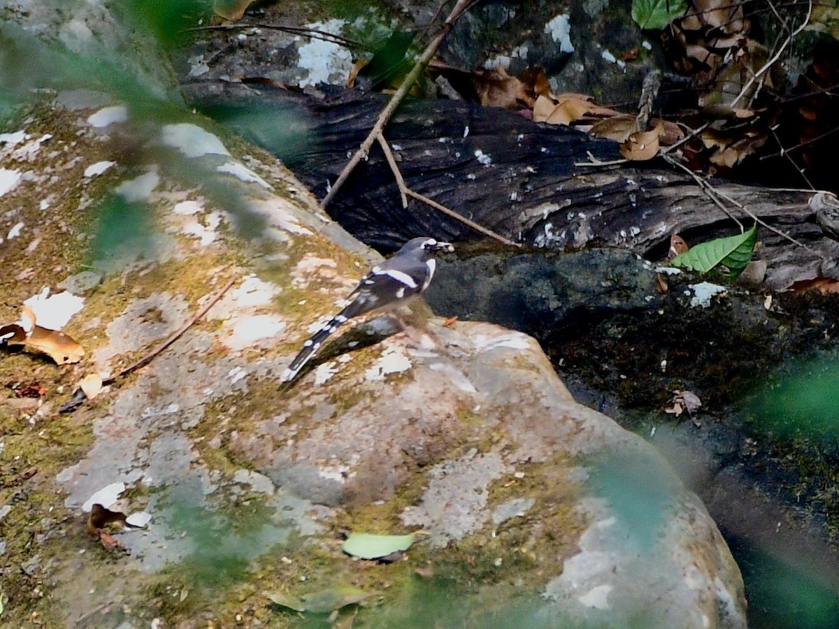 Slaty-backed Forktail - ML616716469