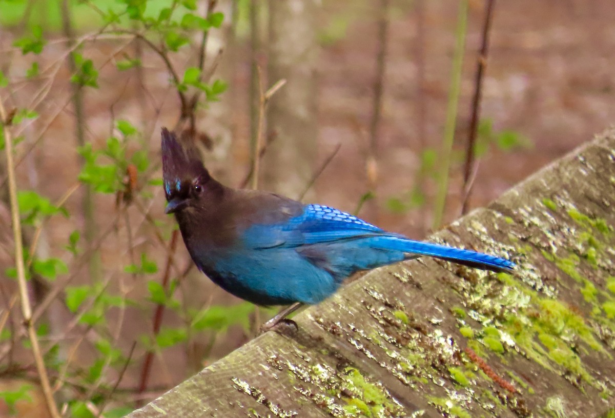 Steller's Jay - ML616716474