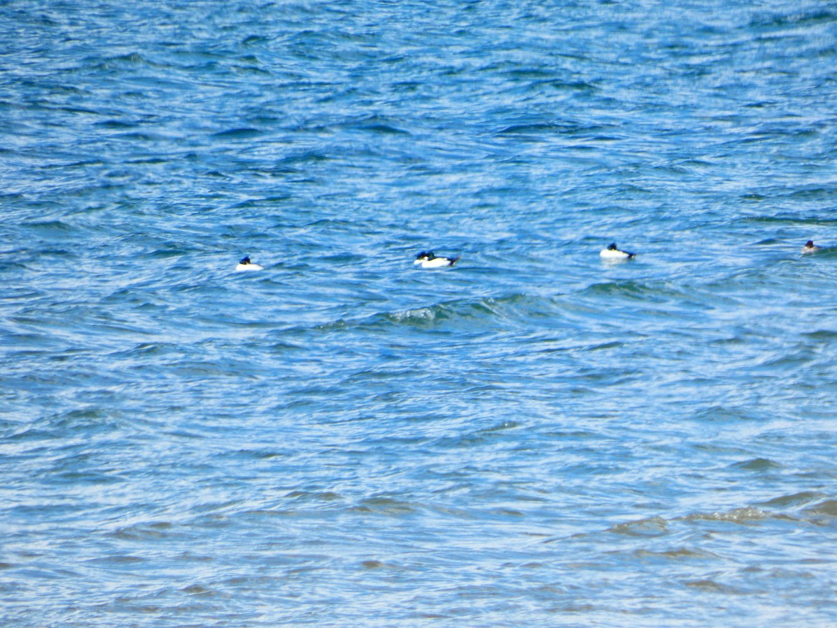 Common Goldeneye - ML616716480