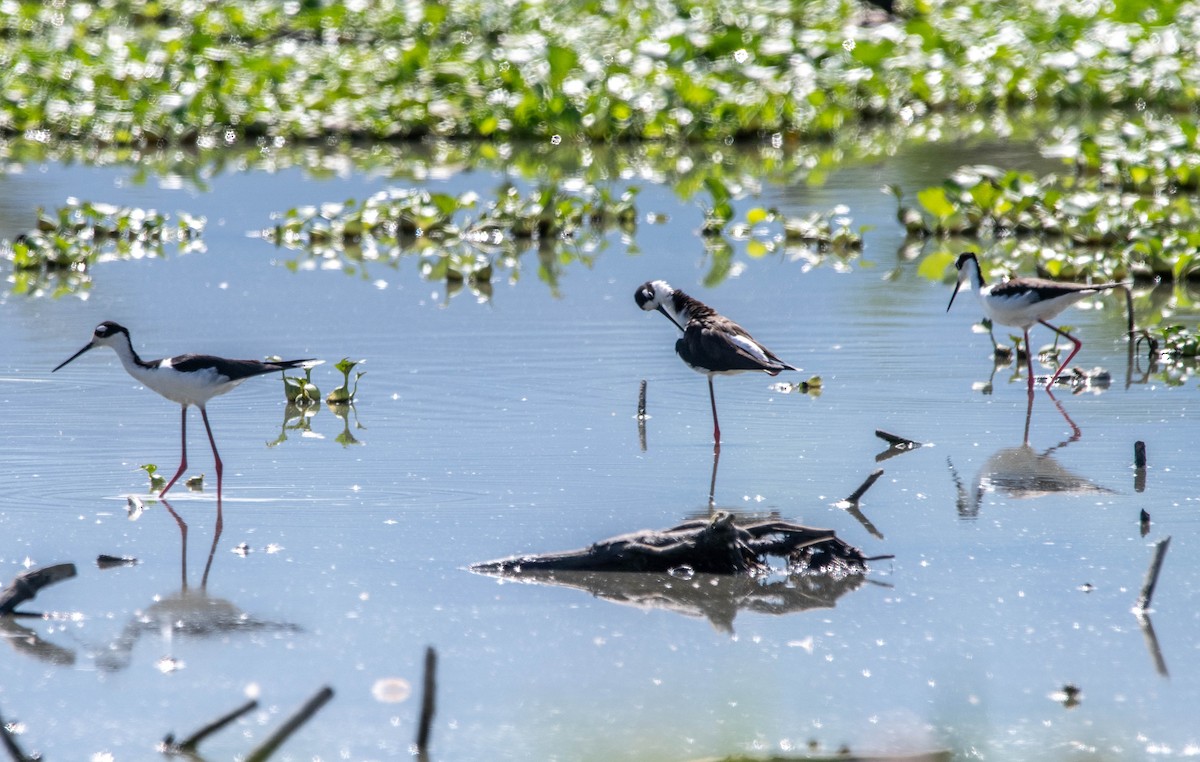 Black-necked Stilt - ML616716501