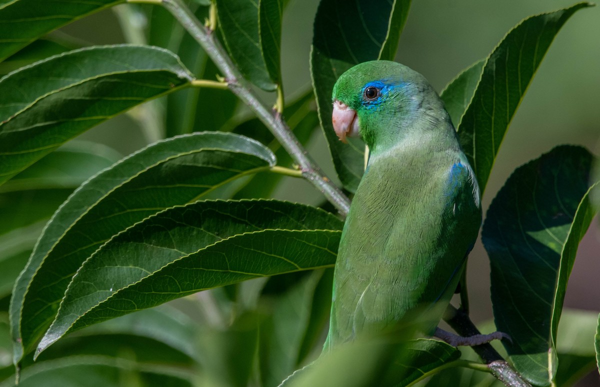 Spectacled Parrotlet - ML616716551