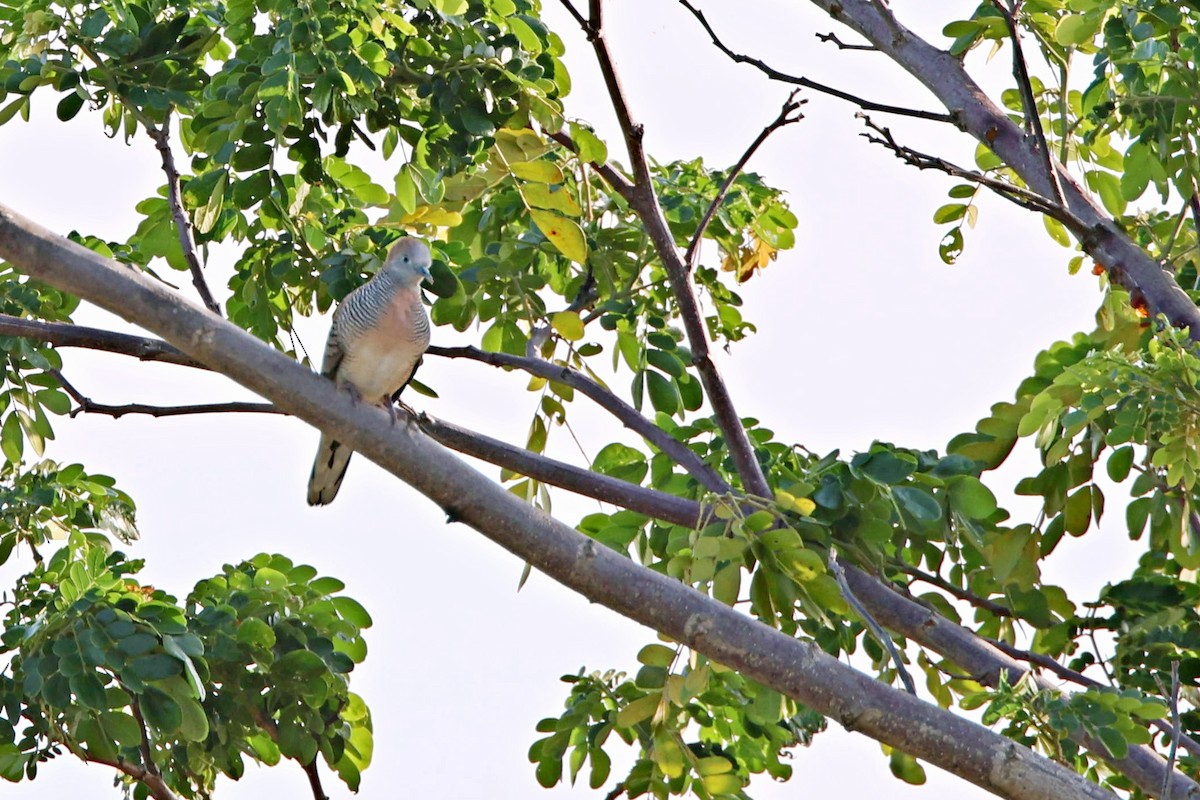 Plaintive Cuckoo - ML616716594