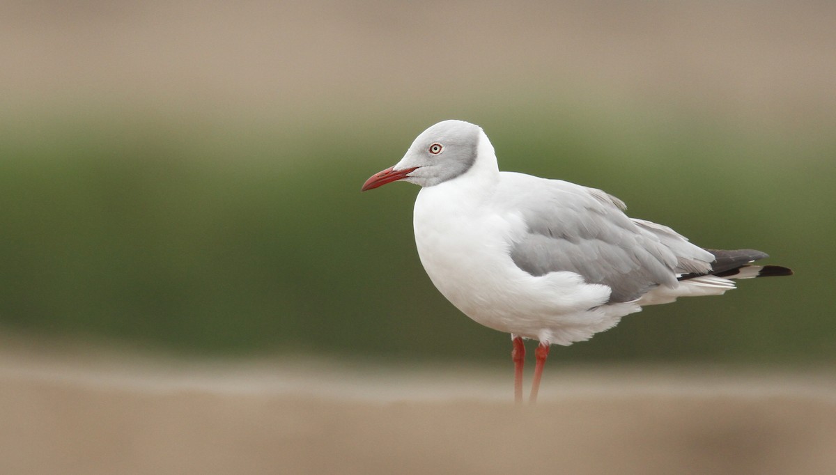 Gray-hooded Gull - ML61671661