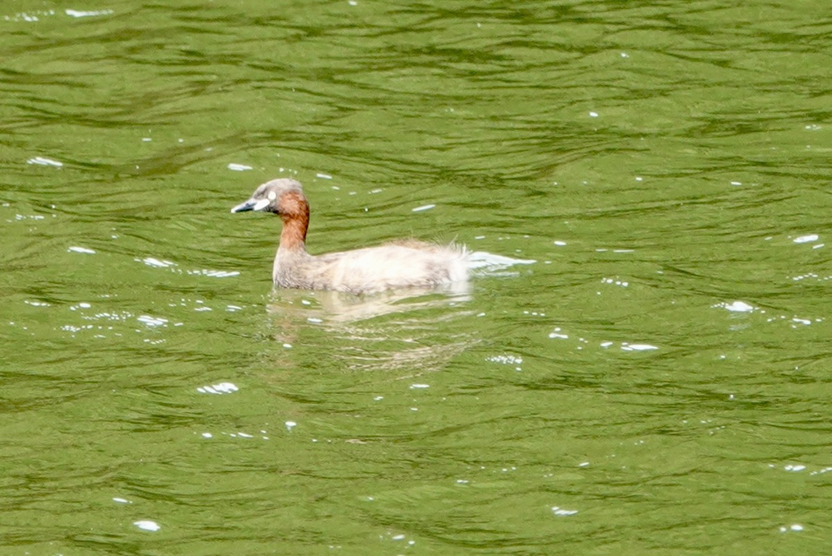 Little Grebe - ML616716638