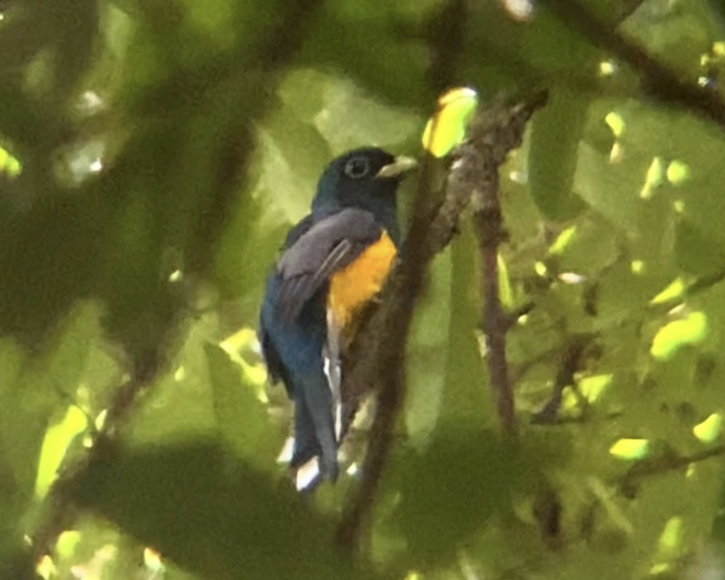 Atlantic Black-throated Trogon (Alagoas) - ML616716718