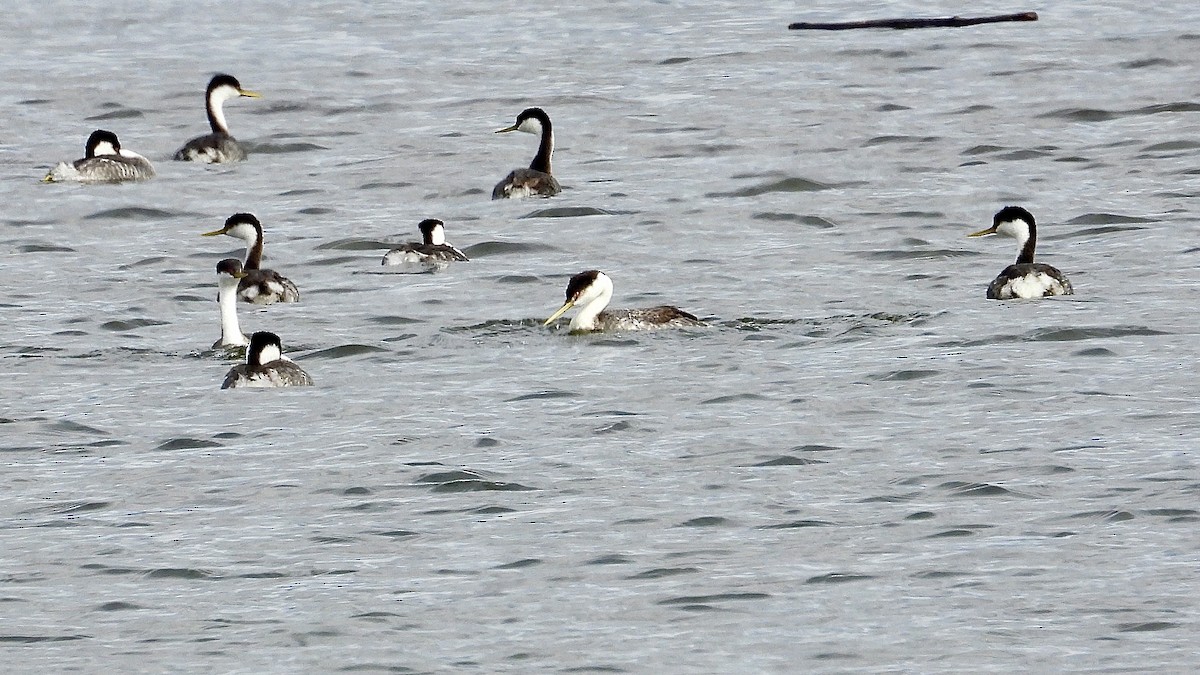 Western Grebe - ML616716740