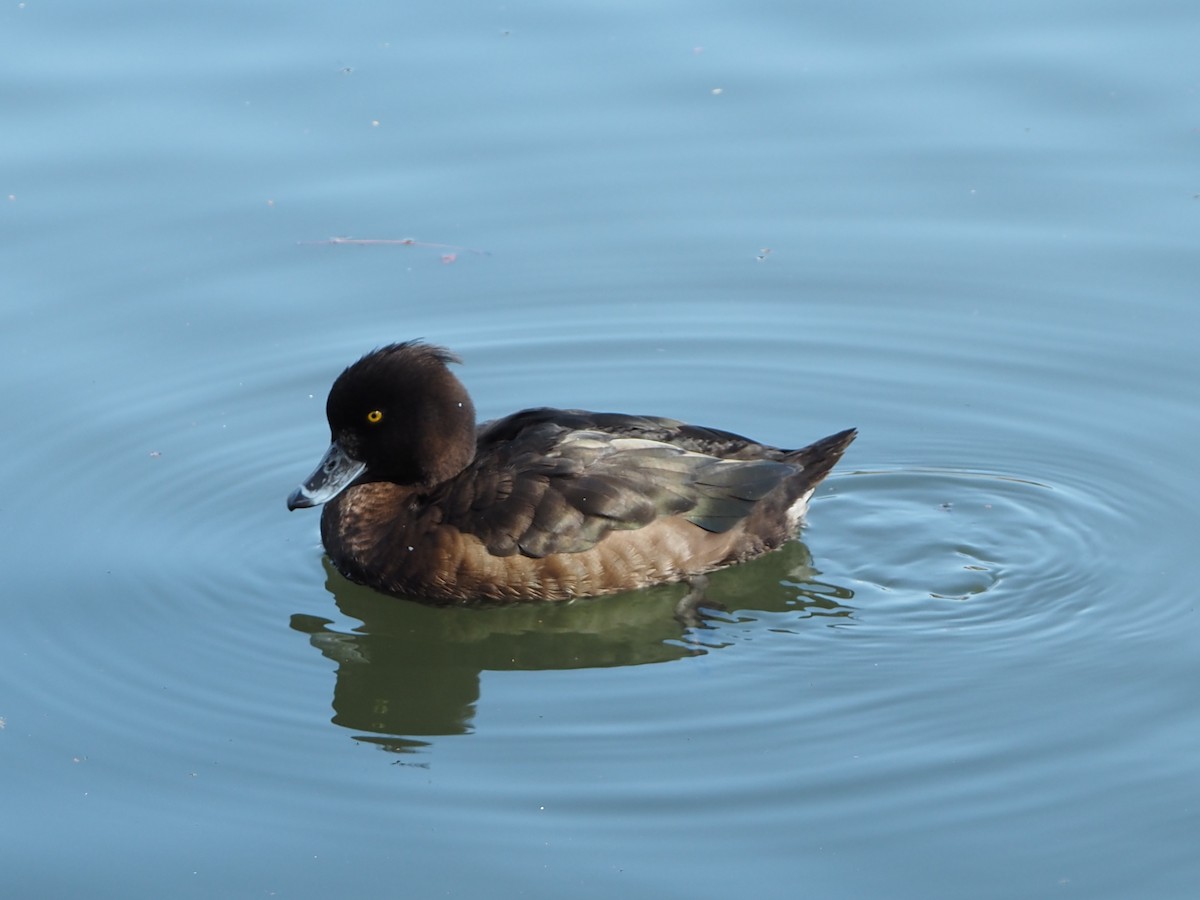 Tufted Duck - ML616716747