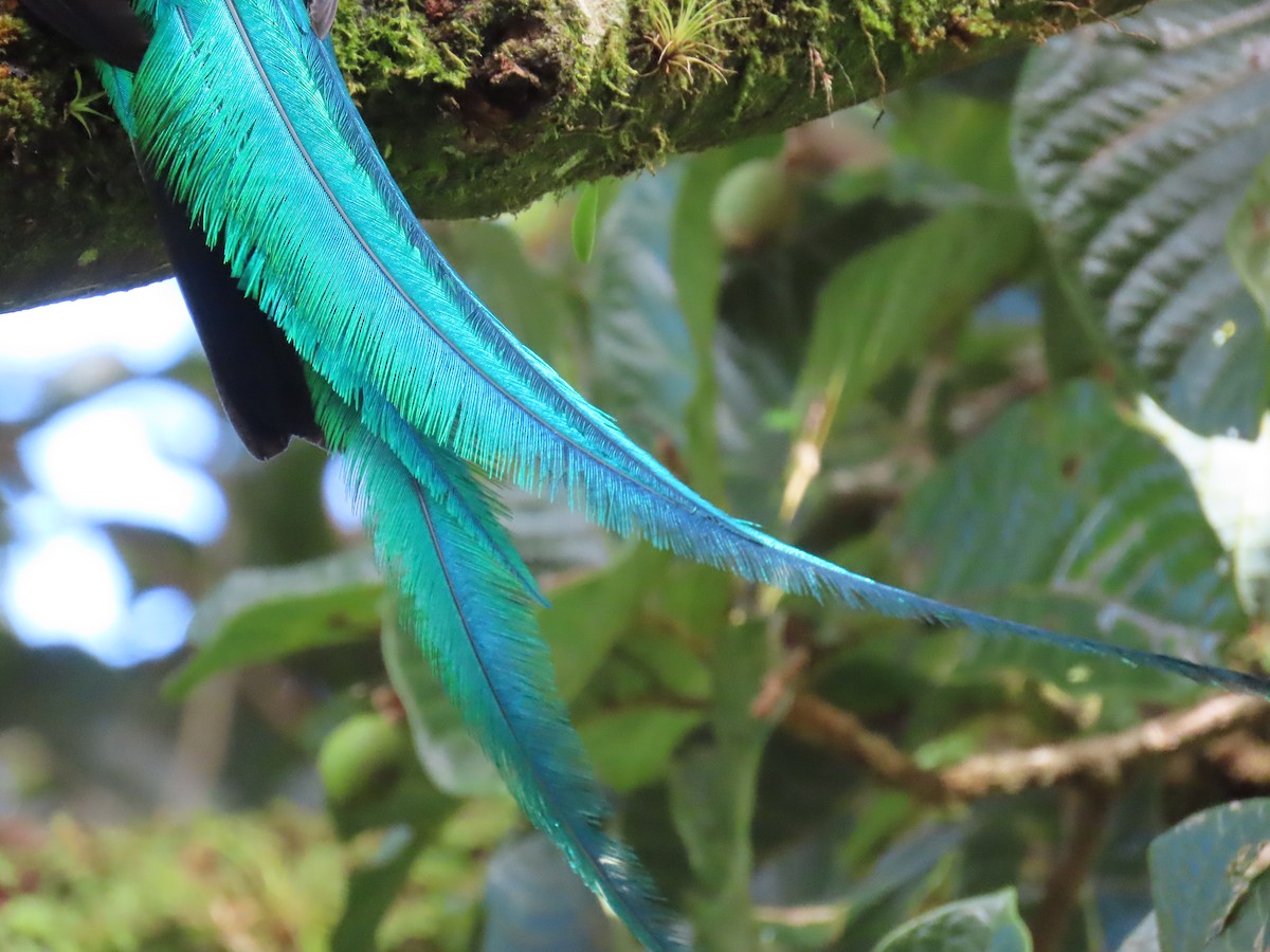 Resplendent Quetzal - ML616716753