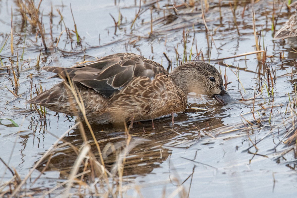 Cinnamon Teal - ML616716760